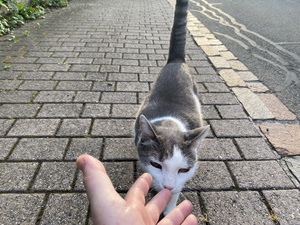 We saw a kitty, and she was very friendly, we both spent a few minutes hanging out with each other, and then she got bored and took off!