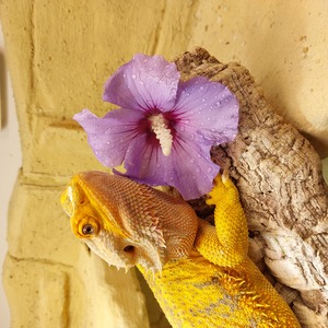 Heli hatchday, Marina gave her a nice flower which she gratefully gobbled up!