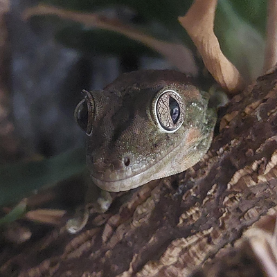 Sticky, Marina's pet Chahoua Gecko, comes to say hi