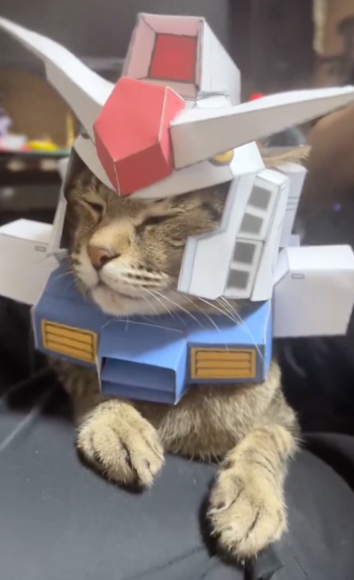 I wish Salvi a happy birthday with a cat wearing an Optimus Meow suit