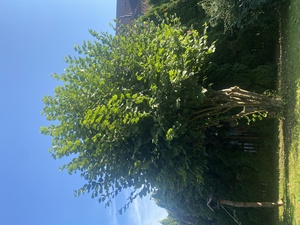 Our hazel tree is a super happy camper, and grows easily three meters per season. This Fall, we'll have to pair it down a bit.