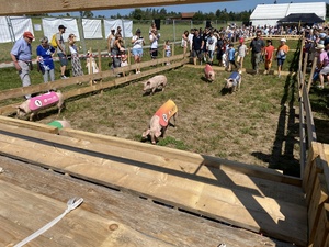 The piglet race started early, so I got to catch only the tail end of it (see what I did there?)