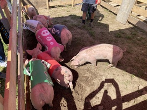 The piggies are overheated and need to cool down after such an invigorating race!