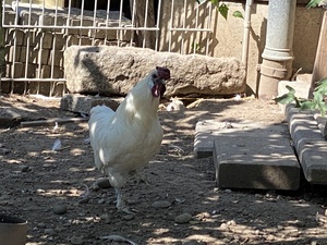 JP and I visit the floof chickens at the beginning of our hike around Bassersdorf.