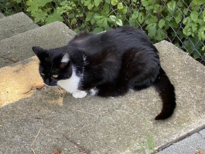 We found a kitty! And we petted it :)