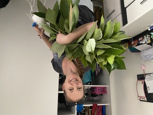 Marina lovingly holds the hydranchea cuttings, which we will try to propagate