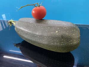 The gift Liv brought - a giant zucchini, or as the Swiss say: Zucchetti