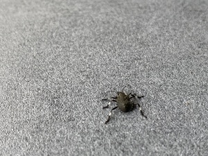 A weird stink-bug with white legs shows up on my chair. He is a cutie!