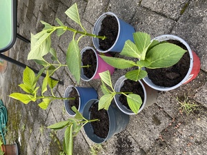 Marina and I tended to our Hortensia cuttings, and ended up potting them. Wish us luck! We're both absolutely terrible at gardening.