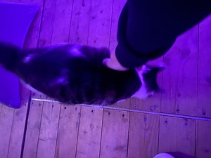 Arend's cute kitty came to stop by - he and I are besties now.