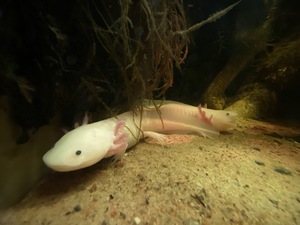 The pair of Axolotls at the riptile museum