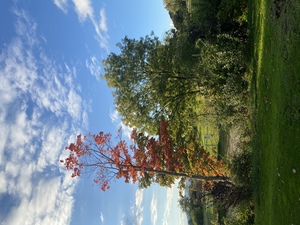 A beautiful tree at the edge of Brad and Cristina's property in Winkel, Switzerland. I love the red/brown/orange colors against the green tree to its right