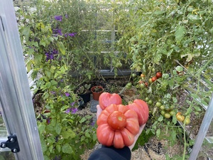 I grabbed a handful of ripe tomatoes from the greenhouse. Those will fit nicely in my belly.