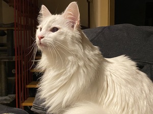Dazzling Saphire, my best buddy in the GVA03 point of presence.