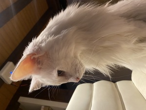 Dazzling Saphire says hello. He is very photogenic and I love him.