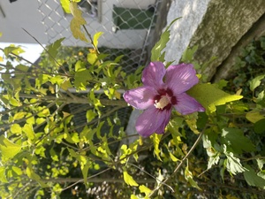 This beautiful flower surprised me in the back yard as we were gardening.