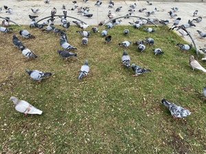 Quinn loves pibbins, so I sent him a picture of a few we found in Barcelona, Catalonia